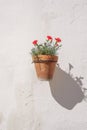 Wall mounted flower pot. Royalty Free Stock Photo