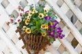 Wall mounted hanging baskets with a range of summer flowers