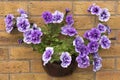 Wall mounted pot of purple surfina petunias