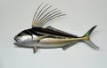 Wall mounted roosterfish Royalty Free Stock Photo