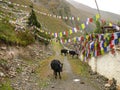 Wall of Muktinath temple and little cows, Nepal Royalty Free Stock Photo