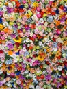 Wall of multicolored flowers with rose tulipan margaritas