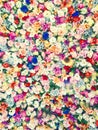 Wall of multicolored flowers with rose tulipan margaritas