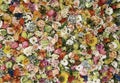Wall of multicolored flowers with rose tulipan margaritas