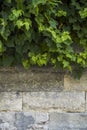 Wall of old bricks of different shapes with ivy Royalty Free Stock Photo