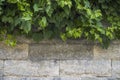 Wall of old bricks of different shapes with ivy Royalty Free Stock Photo