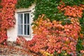 the wall of an old house covered with colorful creeper leafs autumn season Vienna