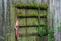 wall of an old wooden shed covered with mold, moss and lichens Royalty Free Stock Photo