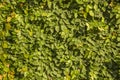 Awall overgrown with green leaves. natural texture Royalty Free Stock Photo