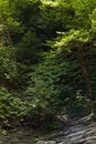 Wall overgrown green lush trees, plants, moss, branches of trees in summer sunny forest in sunbeams and shadow, texture.