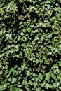 Wall overgrown with ivy leaves close up. Royalty Free Stock Photo