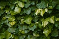 Wall overgrown with ivy plant. Succulent leaves of a beautiful shape. Green floral background. Mixes with dark green and Royalty Free Stock Photo