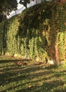 Wall overgrown with lush greenery in sunny weather