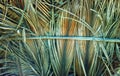 Wall of palm leaves for beaten cobwork. Royalty Free Stock Photo