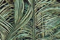 Wall of palm leaves for beaten cobwork. Royalty Free Stock Photo