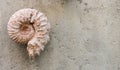 Wall with petrified ammonite Royalty Free Stock Photo