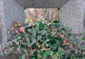 A wall plant growing on a stone fance. stone, wall