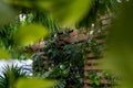 wall of plants greenhouse garden center, green leafs