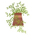 Wall pot garden icon cartoon vector. Tropical plant Royalty Free Stock Photo