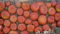 Wall of pumpkins in dry straw. Traditional symbol for harvest holidays, Thanksgiving Day, Halloween. Decoration of home Royalty Free Stock Photo