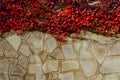 Wall with red leaves structure background vintage