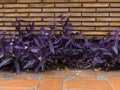 Wall of reddish bricks with purple plants with flowers at the base and red floor