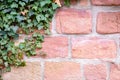 Wall of reddish sandstone with evergreen ivy in a corner, architecture or nature background with copy space Royalty Free Stock Photo
