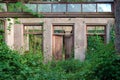 The wall in the room of an abandoned wrecked house overgrown with green ivy and plants