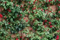 Wall of roses in the garden in spring