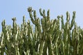 Wall of San Pedro Cacti Over a Blue Sky Background Royalty Free Stock Photo