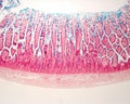 Goblet cells. Intestinal epithelium