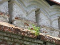 Wall with a small tree