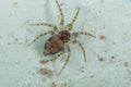 Wall Spider Royalty Free Stock Photo