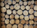 Wall of stacked wood logs Royalty Free Stock Photo