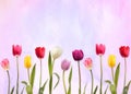 Colorful tulip flowers on colourful background