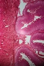 Wall of stomach section under the microscope Royalty Free Stock Photo