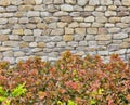 Wall stone with plant Royalty Free Stock Photo