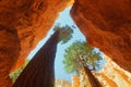 Wall Street gorge and douglas-fir trees