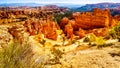 The Wall Street Hiking Trail through the Vermilion colored Pinnacles and Hoodoos in Bryce Canyon National Park