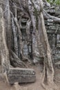 Wall at Ta Prohm Royalty Free Stock Photo