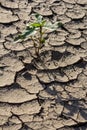 Wall texture soil dry crack pattern of drought lack of water of nature brown old broken background Royalty Free Stock Photo