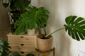 A wall with textured hexagons and potted flowers.