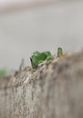 Wall top covered with broken glass Royalty Free Stock Photo