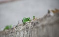 Wall top covered with broken glass Royalty Free Stock Photo