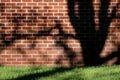 Wall, tree, and shadow