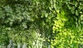 Wall with tropical plants. Climbing plants. Nature green background