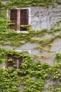 Wall with two windows overgrown with wine