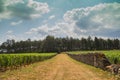 Wall in the vineyard, Burgundy, France