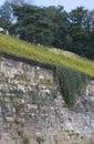 Wall and vineyard - Lingner palace- Dresden - Germany