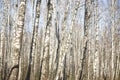 Wall of white birches. A birch grove in the spring Royalty Free Stock Photo